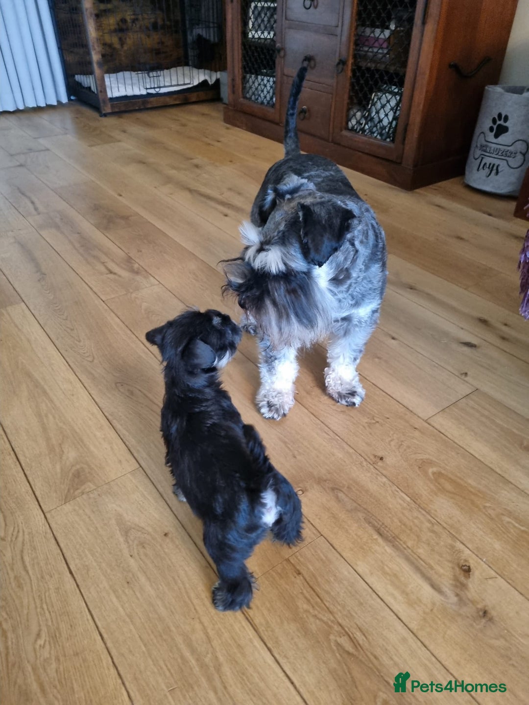 Miniature Schnauzer dogs for sale: Outstanding Miniature Schnauzer Puppies  - Advert 7