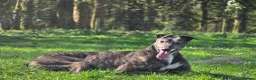 Greyhound dogs for sale: Greyhound female in foster - Advert 1
