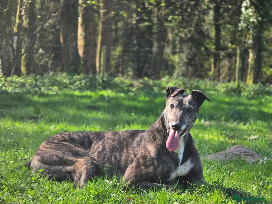 Greyhound dogs for sale: Greyhound female in foster - Advert 1