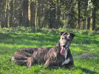 Greyhound dogs Greyhound female in foster - Advert 1