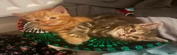 Mixed Breed cats for sale: 3 kittens for sale, light ginger already reserved. in Huntingdon - Advert 5