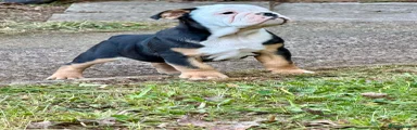 English Bulldog 1