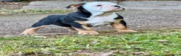 English Bulldog dogs for sale: KC Registered English Bulldog Puppies  - Advert 3
