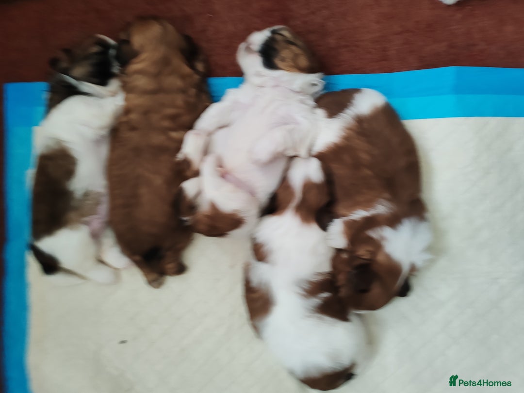 Shih Tzu dogs for sale: Shih Tzu - Image 14