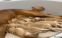 Cockapoo dogs for sale: Pra clear f1 cockpoo - Image 31