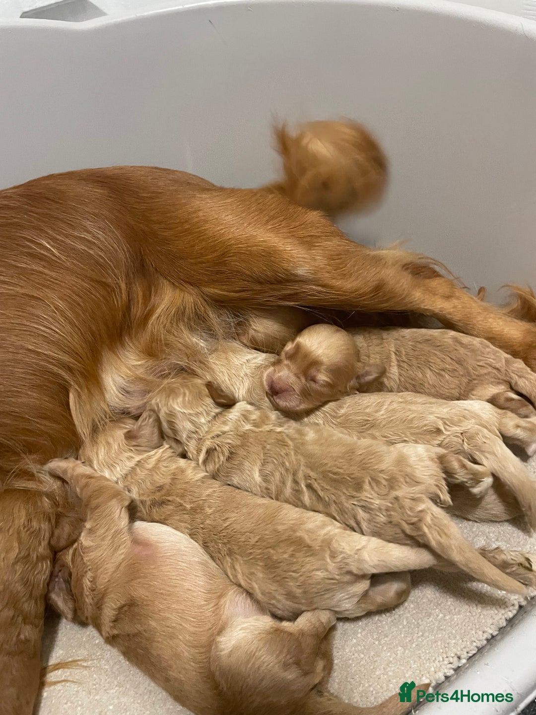 Cockapoo dogs for sale: Pra clear f1 cockpoo - Image 31