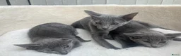 Siamese cats for sale: X5 female siamese/oriental kittens Ready to leave. - Advert 9