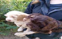 Cockapoo dogs for sale: F1 Chocolate Choc/Tan and Gold Cockapoo Puppies - Image 28