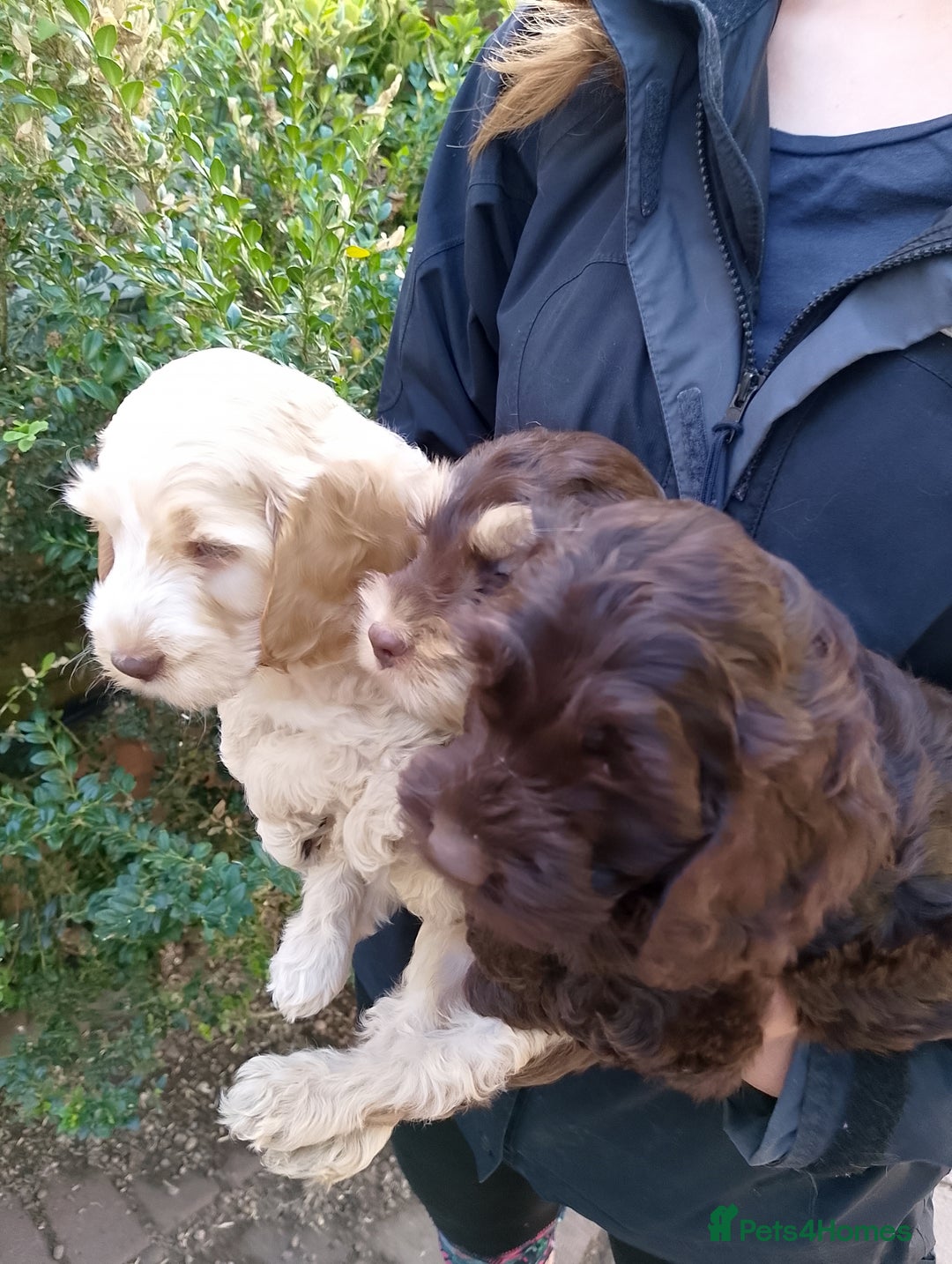 Cockapoo dogs for sale: F1 Chocolate Choc/Tan and Gold Cockapoo Puppies - Image 28