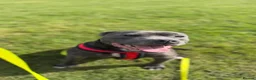 Staffordshire Bull Terrier dogs for sale: Staffordshire bull terrier  in Swansea - Advert 8