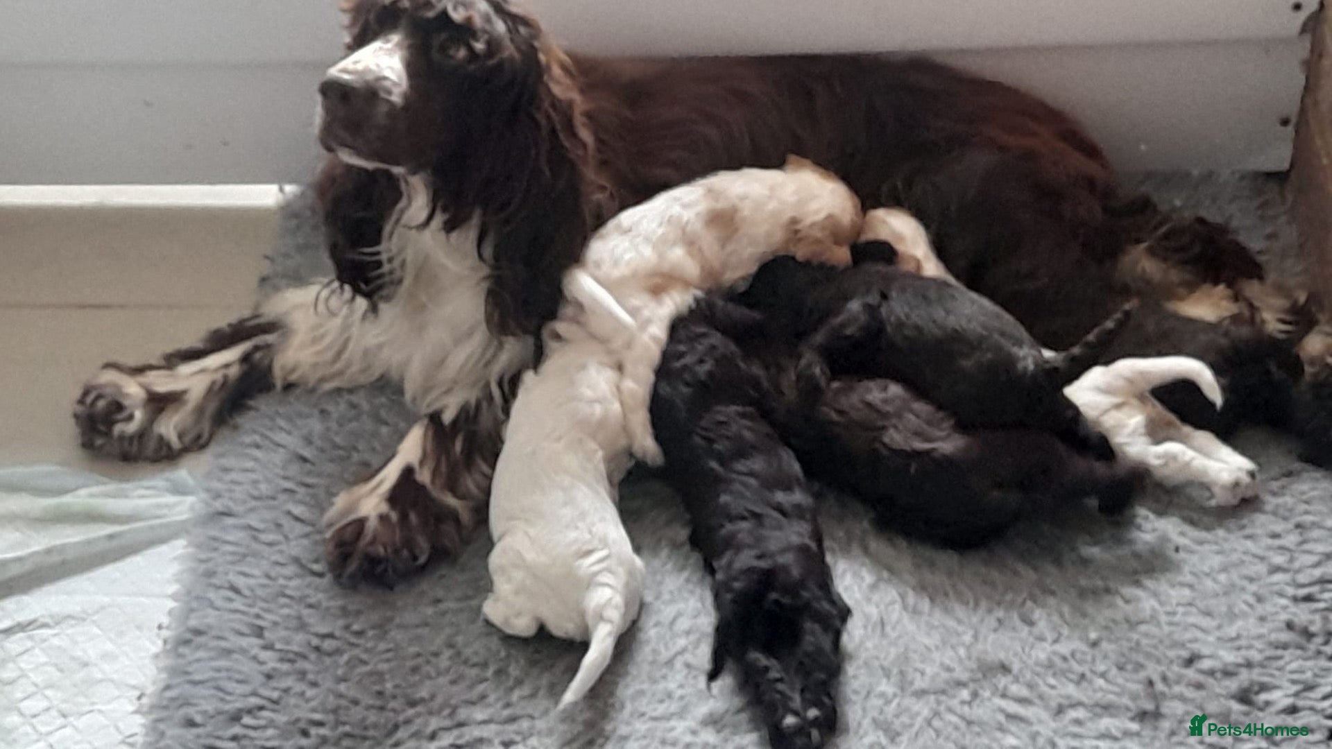 Cockapoo dogs for sale: Exceptional F1 cockapoo puppies  - Advert 2
