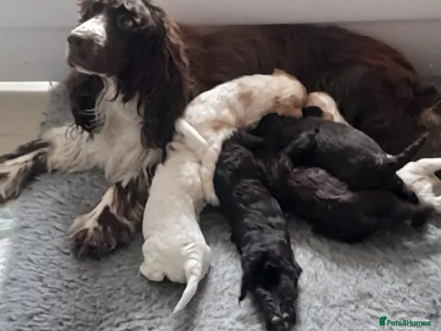 Cockapoo dogs for sale: Exceptional F1 cockapoo puppies - Advert 2