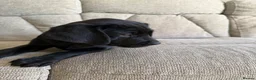 Goldador dogs for sale: Ready to leave! £1000  - Advert 7