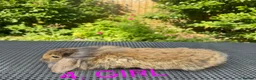 Mini Lop rabbits for sale: Adorable baby mini lop/ lion lop rabbits for sale - Advert 10