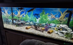 Plecos fish for sale: Bristlenoses - Image 1