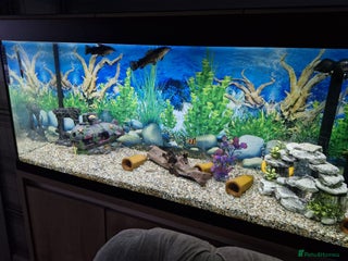 Plecos fish for sale - Advert 1