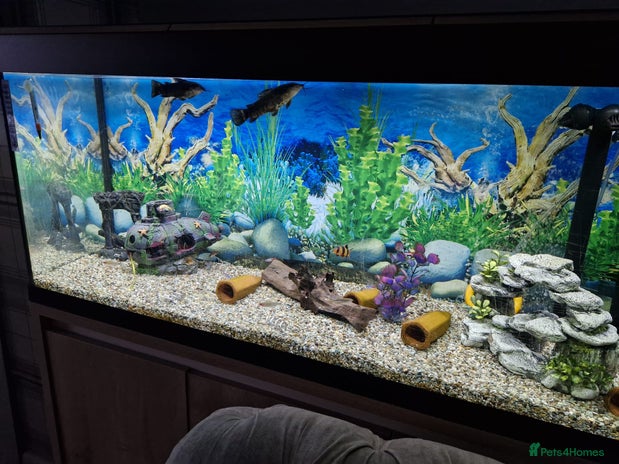 Plecos fish - Advert 1