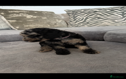 Cockapoo dogs for sale: ONLY 4 BEAUTY’S LEFT 🐶🐶🐶🐶 - Image 3