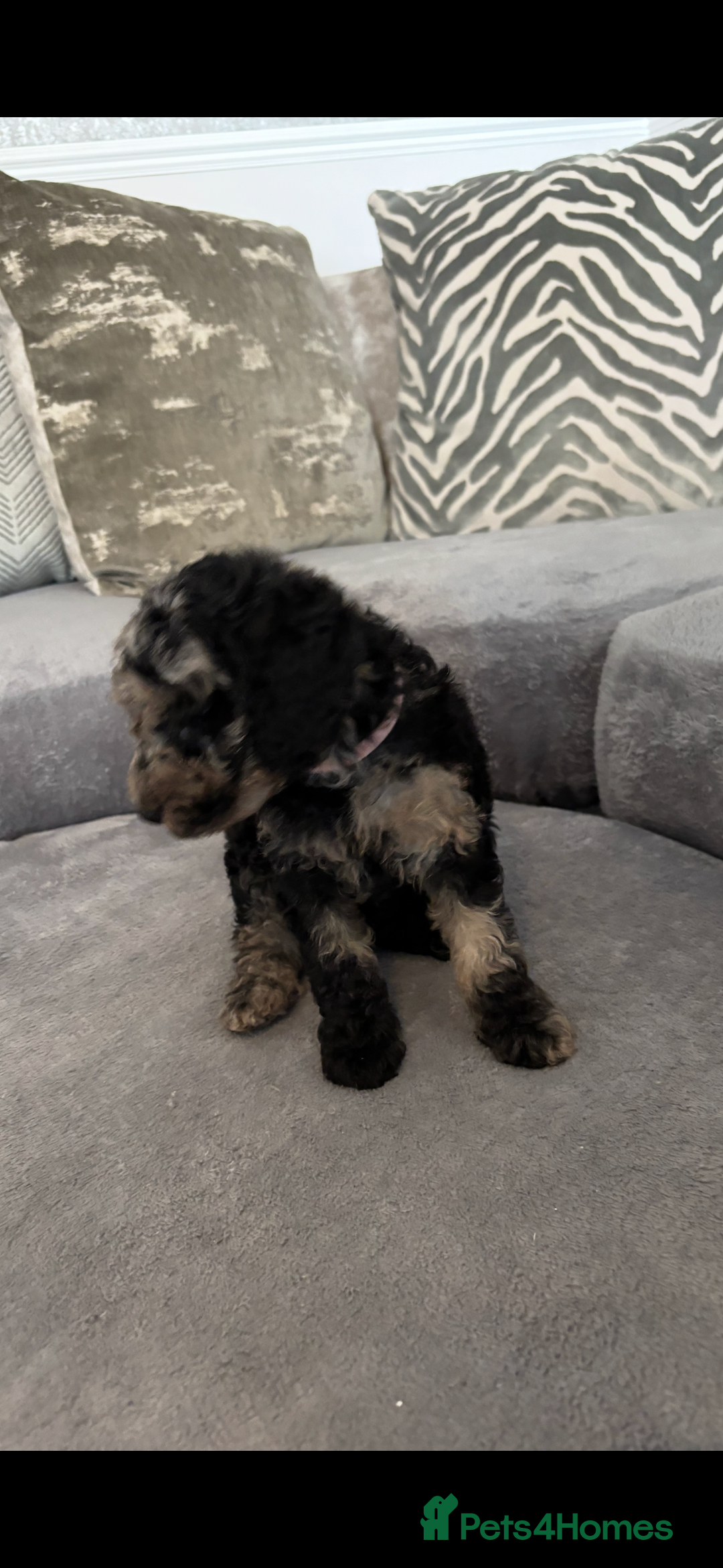 Cockapoo dogs for sale: ONLY 4 BEAUTY’S LEFT 🐶🐶🐶🐶 - Image 3