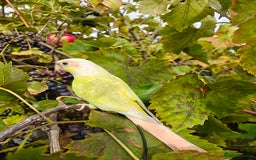 Conures birds for sale: Silly rammed Moon cheek conure - Image 5