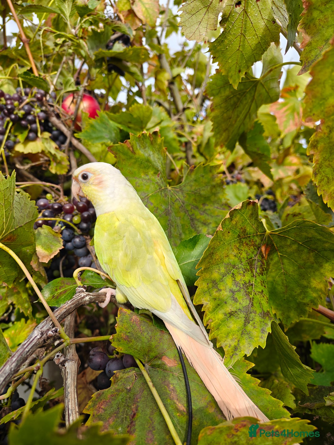 Conures birds for sale: Silly rammed Moon cheek conure - Image 5