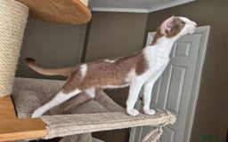 Oriental cats for sale: Beautiful Lilac bicolour Oriental BOY - Image 7