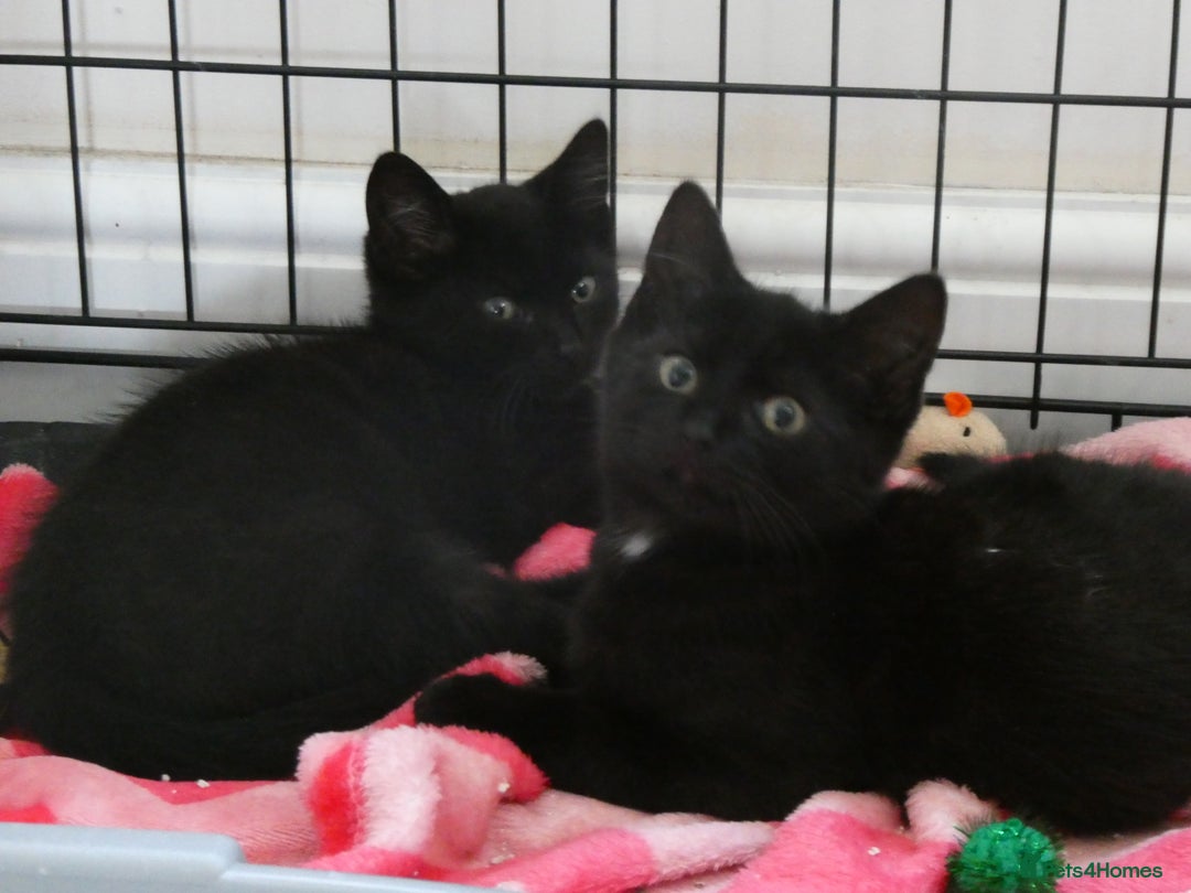 Domestic Shorthair cats for sale: 2 black kittens,  (approx 9 months old) - Image 3