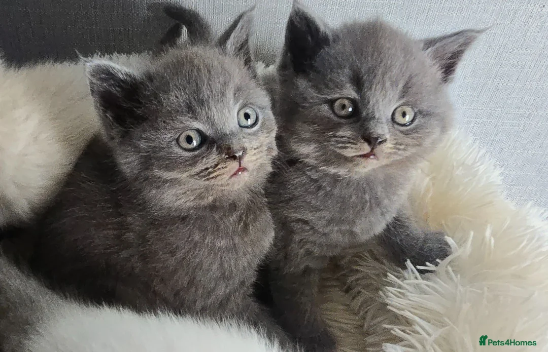 British Shorthair cats for sale: Beautiful British Shorthair Kittens 🐾 - Advert 2