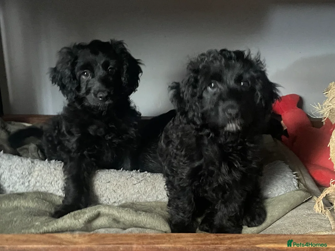 Cavapoo dogs for sale: Cavapoo puppies - 2 boys and 1 girl  - Advert 2