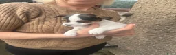 Jack Russell dogs for sale: Jack Russell puppies for sale - Advert 8