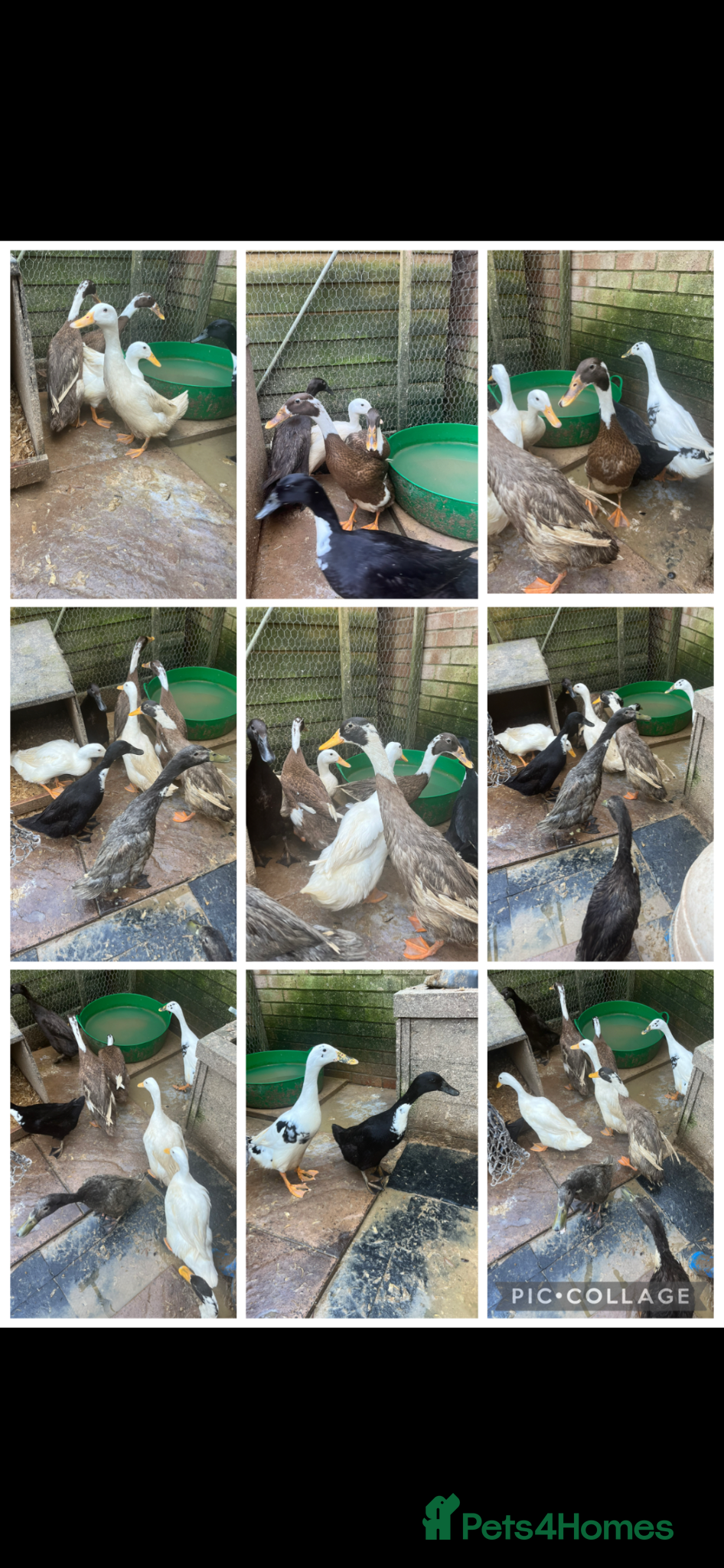 Mixed Breed poultry Ducks, ducklings, pullets, chicks - Advert 7