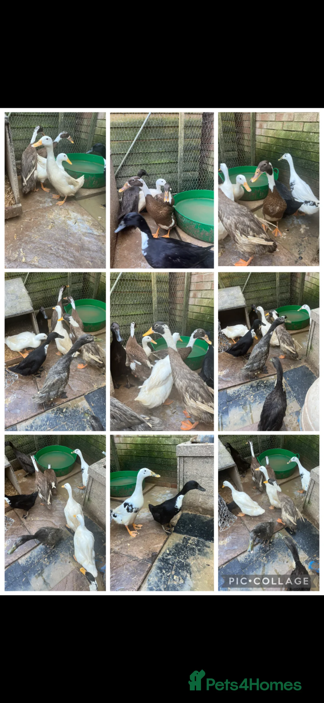 Mixed Breed poultry for sale: Ducks, ducklings, pullets, chicks - Advert 1