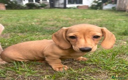 Miniature Dachshund dogs for sale: 🐶 Miniature Smooth Haired Dachshunds. KC REG. 🐶  - Image 28
