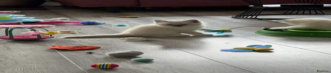 Ragdoll Kitten 2