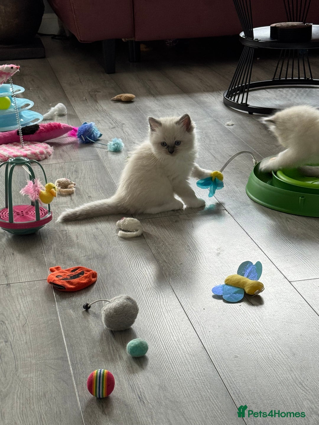 Ragdoll cats for sale: Ragdoll kittens - Image 4