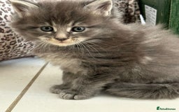 Maine Coon cats for sale: Stunning Mainecoon Kittens - Image 4