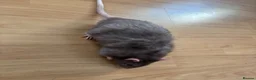 Rat rodents for sale: 3 lovely boy rats looking for a new home  - Advert 2