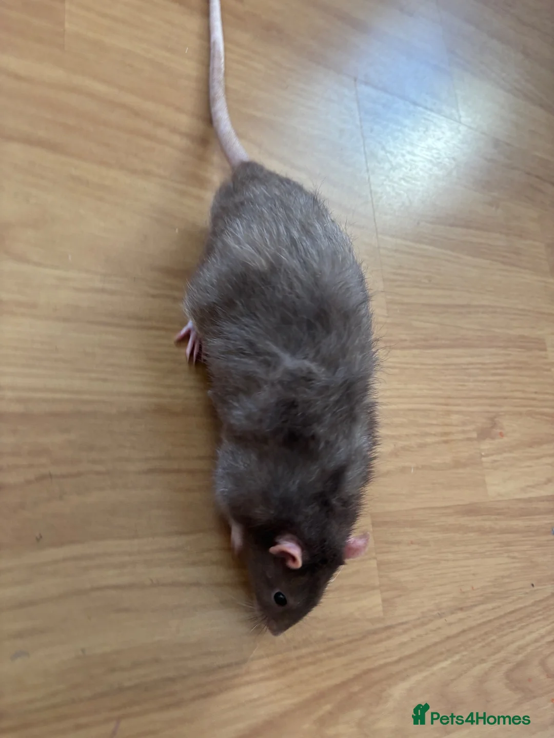 Rat rodents for sale: 3 lovely boy rats looking for a new home  - Advert 2