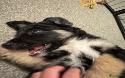 Mixed Breed dogs for sale: 🐾 Golden Retriever × Border Collie Puppies - Advert 5