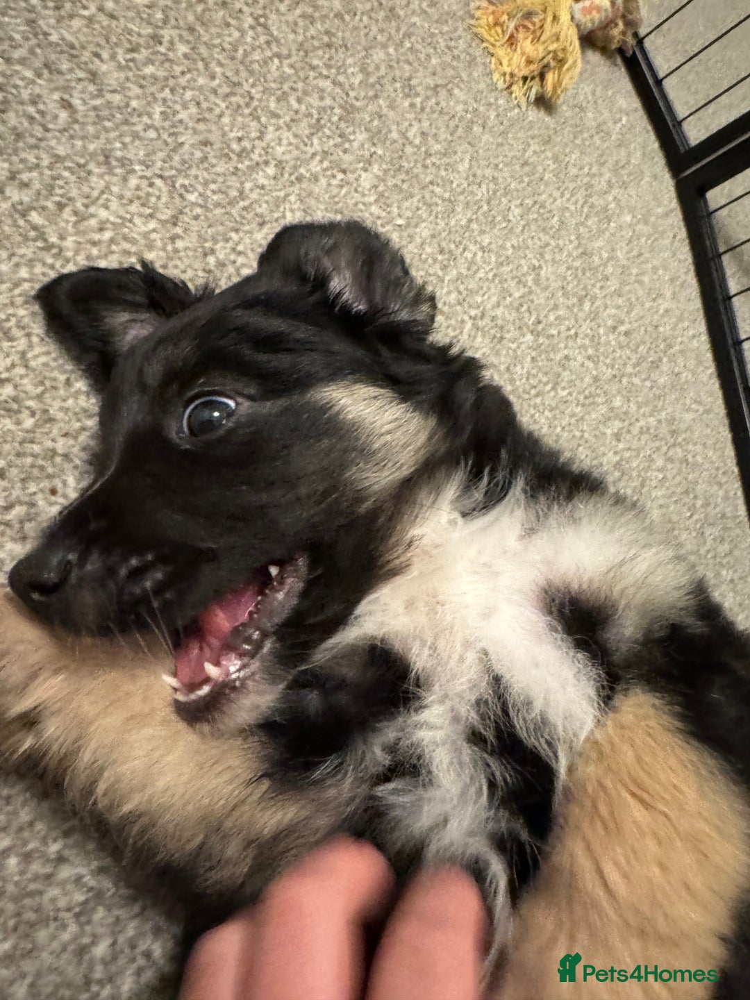 Mixed Breed dogs for sale: 🐾 Golden Retriever × Border Collie Puppies - Advert 5