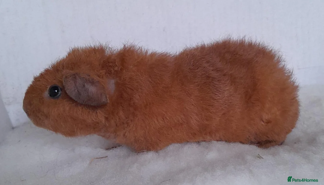 Guinea Pig rodents for sale: Teddy guinea pig Boar - Advert 3