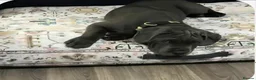 Cane Corso dogs for stud: ‼️CANE CORSO STUD‼️ - Advert 5