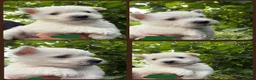 West Highland Terrier dogs for sale: KC Registered West Highand Terriers - Advert 7