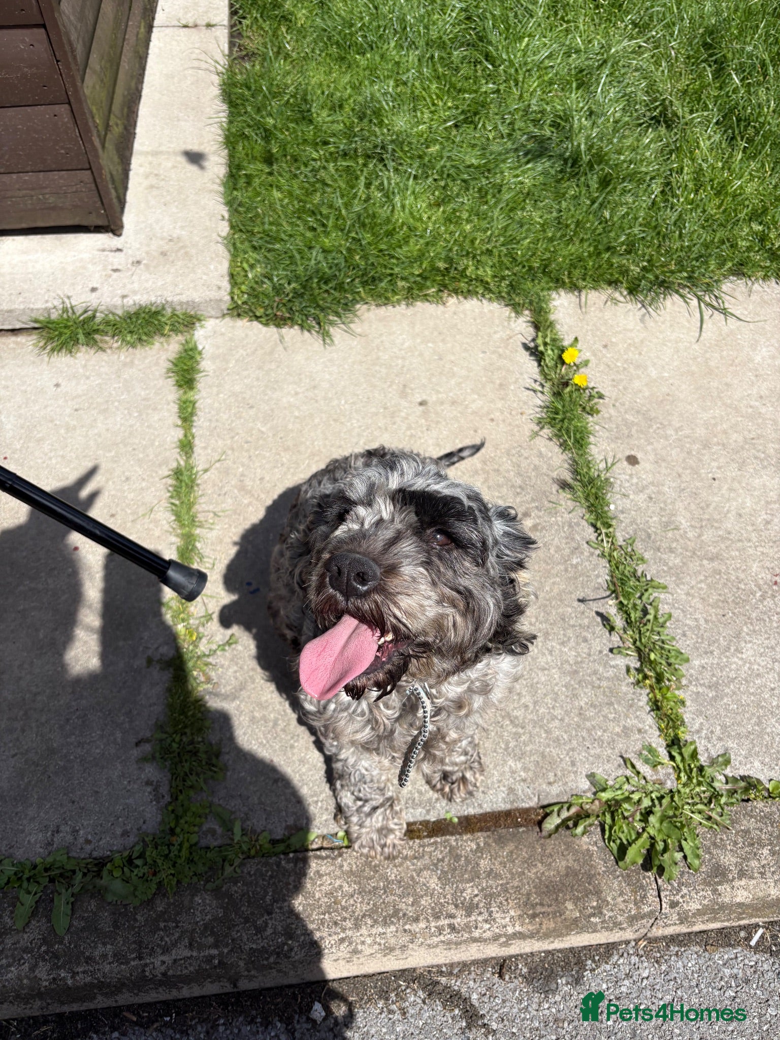 Cockapoo dogs Cocker spaniel puppies💕 - Advert 16