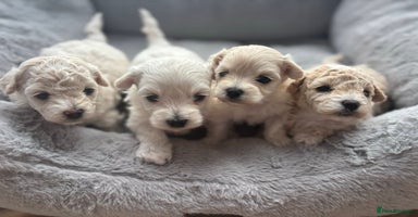 Poochon dogs - Advert 5