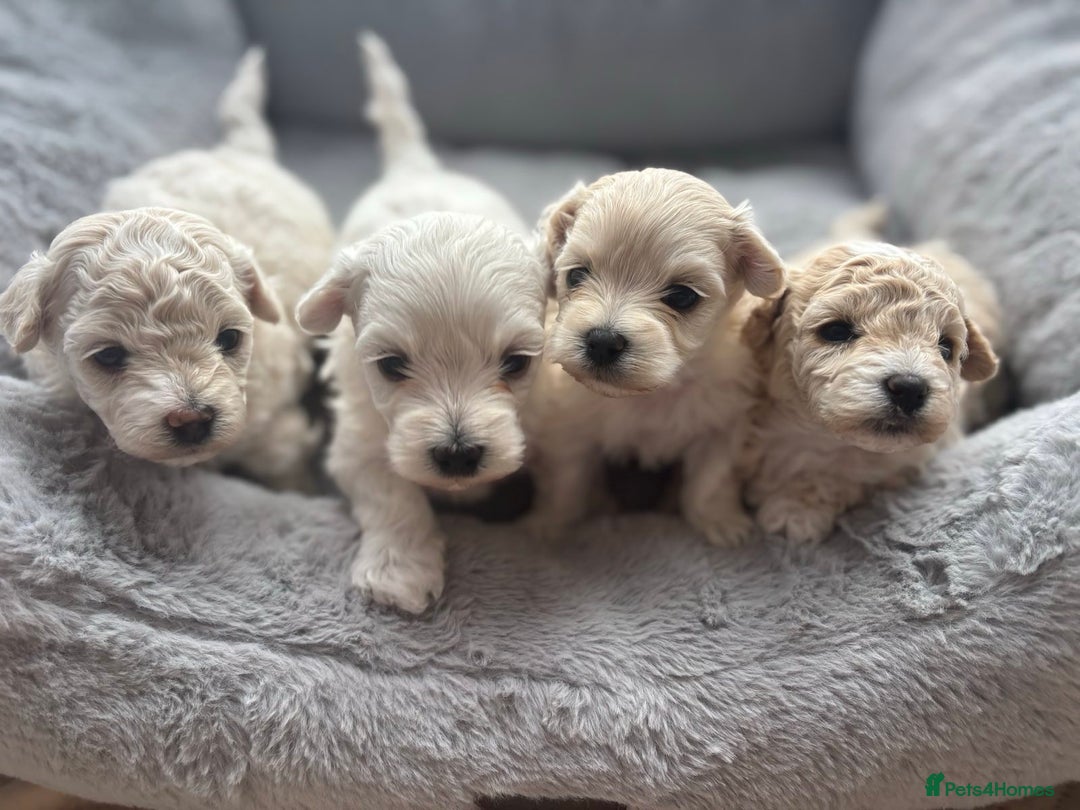 Poochon dogs for sale: 4 Girls Poochon white/Beige 2 reserved 2 avaliable - Image 2