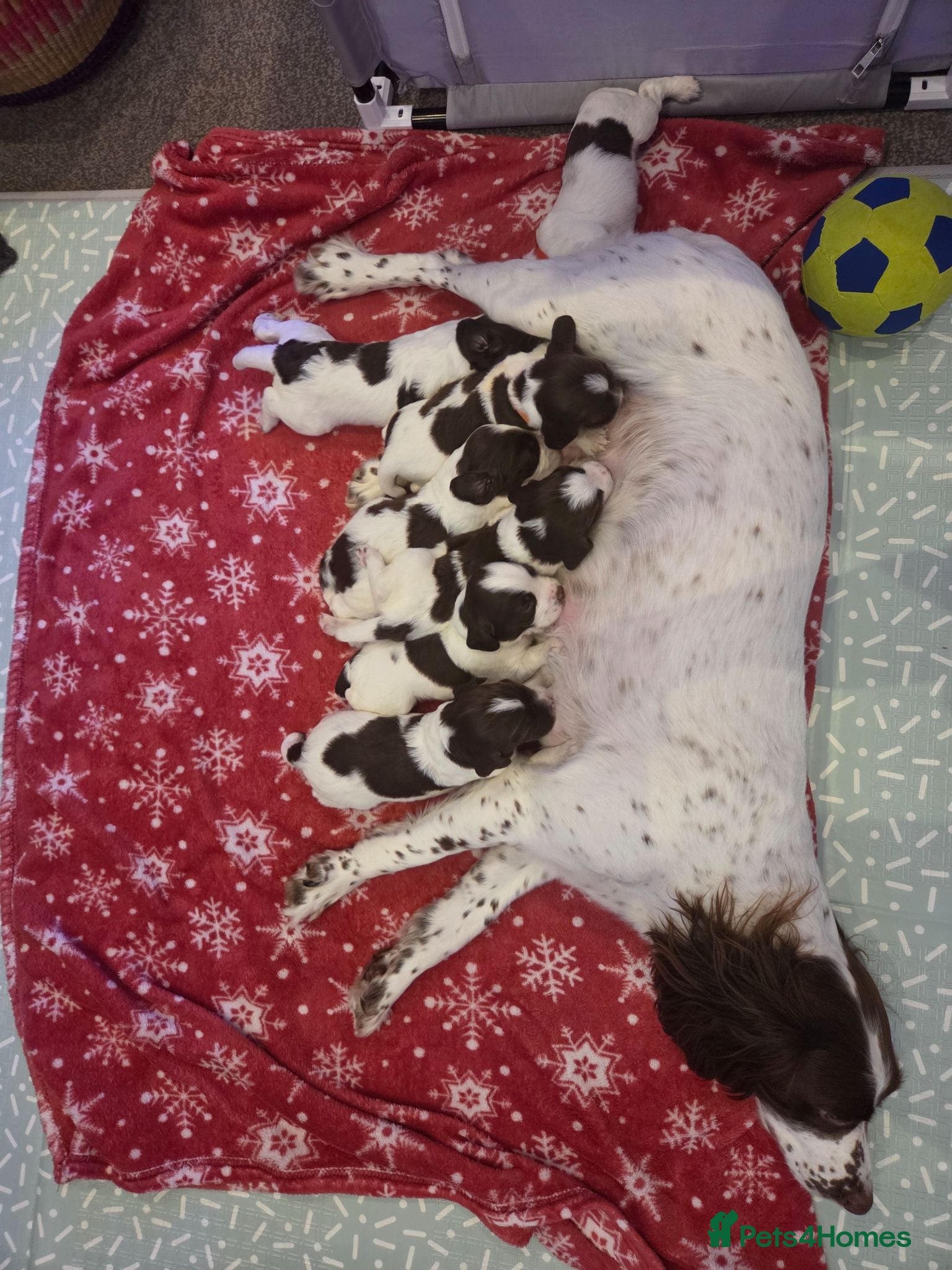 Sprocker dogs Beautiful littler of L&W sprocker puppies  - Advert 8