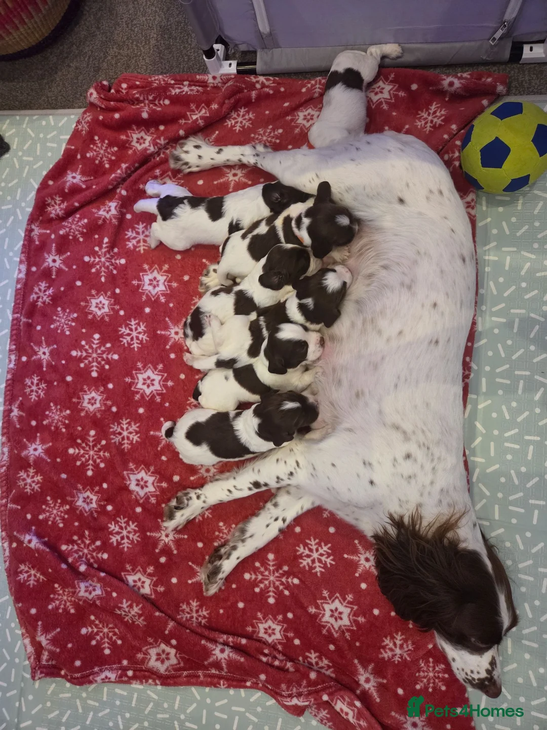 Sprocker dogs for sale: Beautiful littler of L&W sprocker puppies  in Lostwithiel - Advert 1