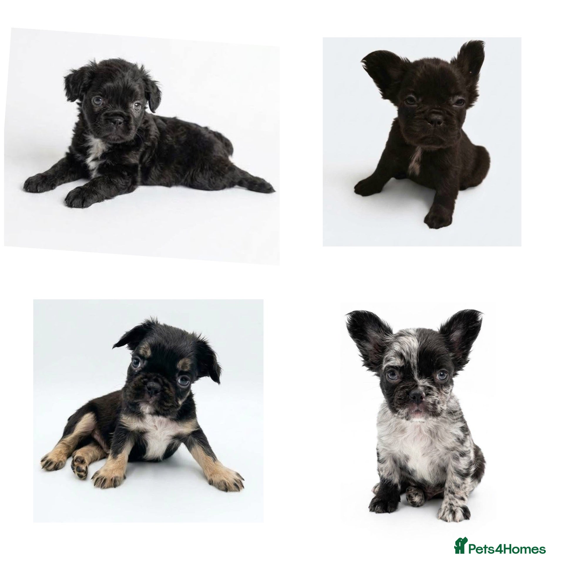 French Bulldog dogs Fluffy frenchie puppies - Advert 2