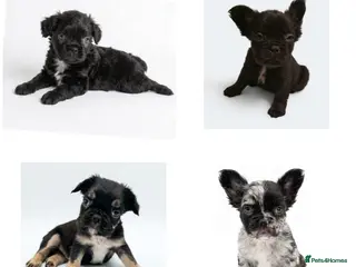 French Bulldog dogs Fluffy frenchie puppies - Advert 2